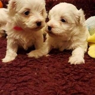 Very healthy and Maltese puppies for you in Connecticut 7472029216.
